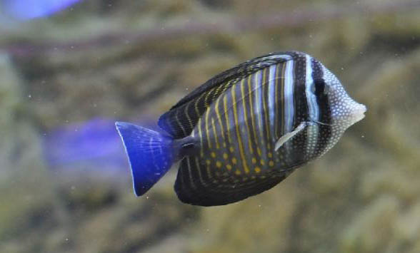小金魚不喂食會餓死嗎