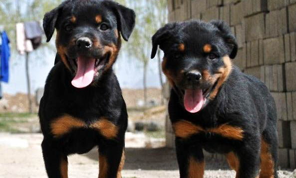 羅威納犬如何訓練