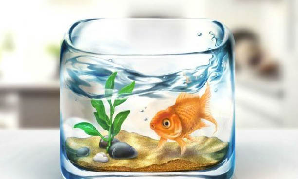 羅漢魚還需要其它設備嗎