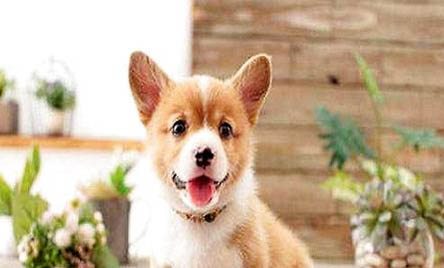 純種柯基犬價格多少錢一只