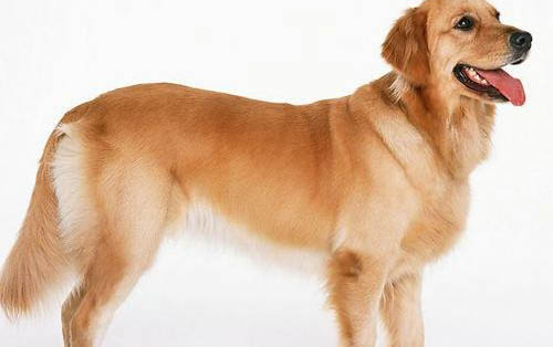 剛出生的金毛幼犬怎么喂養