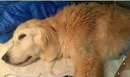 狗狗不做絕育也不配種是怎么回事