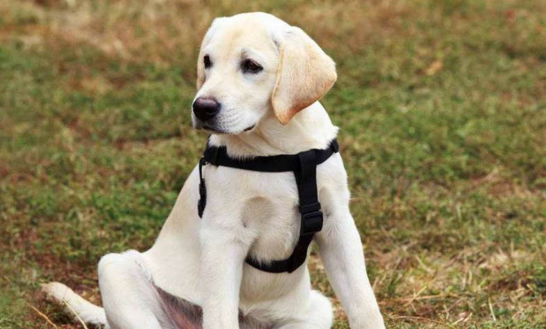 適合家養的大型犬有哪些?