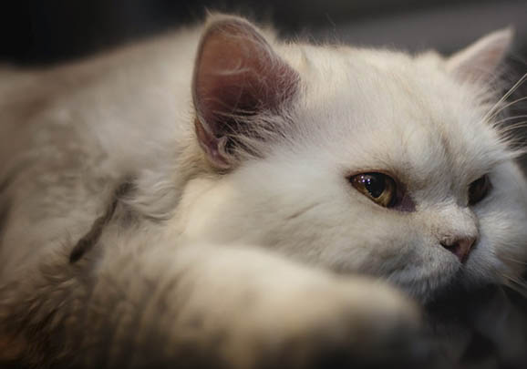 山東獅子貓可以人工飼養(yǎng)嗎
