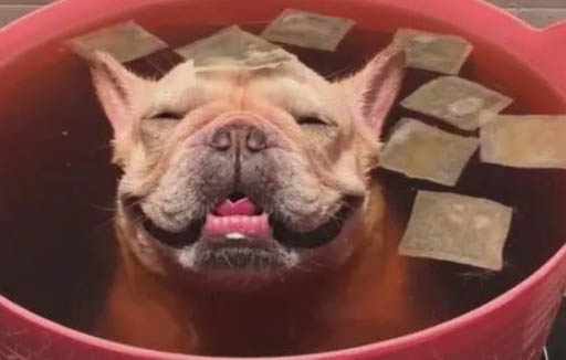 什么狗狗最可愛最萌