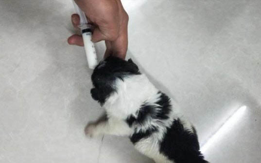 狗像狼一樣叫預示著什么