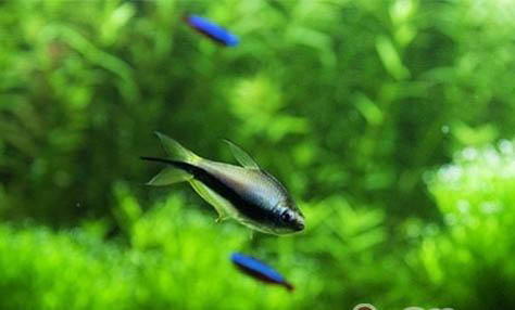 貓吃孔雀魚(yú)可以嗎