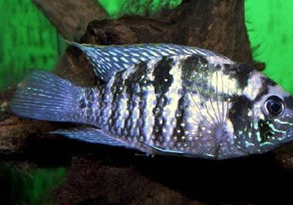 曼龍魚喂多少合適