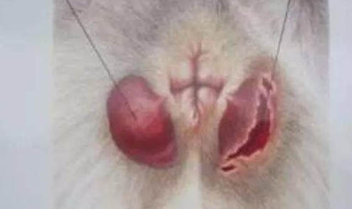 有哪些狗狗作為導盲犬