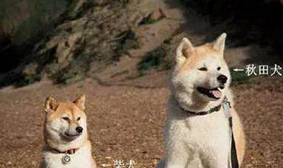 秋田犬智商相當于幾歲