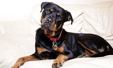 羅威納犬身體發(fā)抖的原因及處理方法