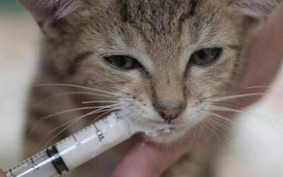 貓咪生完多久能再懷孕