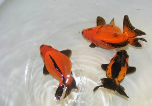 觀賞魚(yú)水質(zhì)分類(lèi)介紹