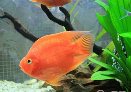 養鸚鵡魚水溫37度可以嗎?