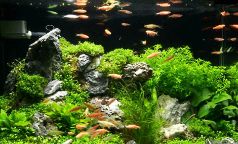 魚缸里可以養什么植物