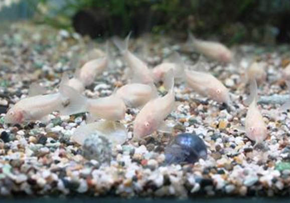 肚兜萍對魚缸有什么危害