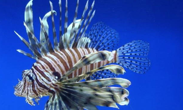 魚(yú)跳出魚(yú)缸有什么征兆呢