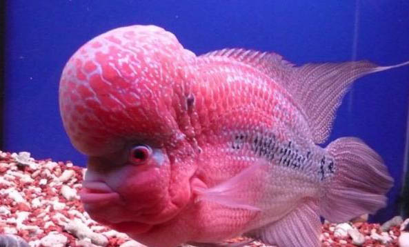 紅色金花羅漢魚好養(yǎng)嗎