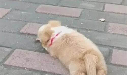 狗狗起皮屑的原因