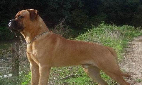 肥勒和波爾多獒犬哪個厲害