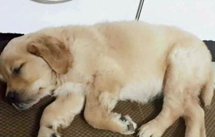 狗狗可以吃蜂蜜嗎
