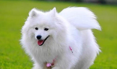 銀狐犬價(jià)格多少錢一只