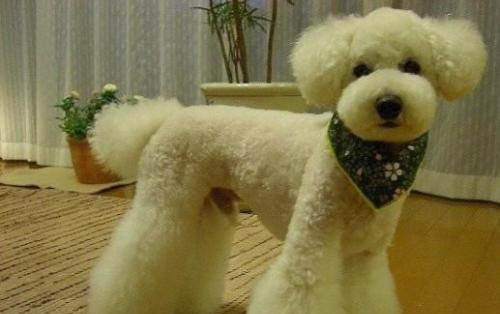 布列塔尼犬最近食欲不好怎么辦