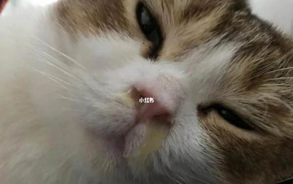 小貓多久會用貓砂