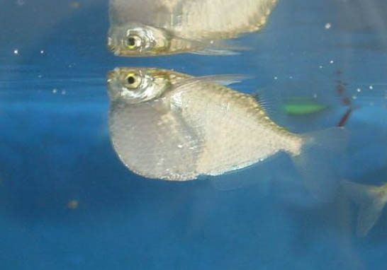夏天釣鯉魚釣深水還是淺水