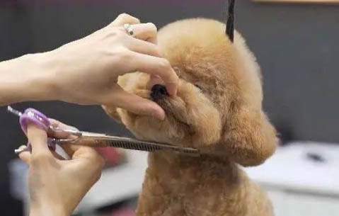 犬瘟多久能恢復食欲