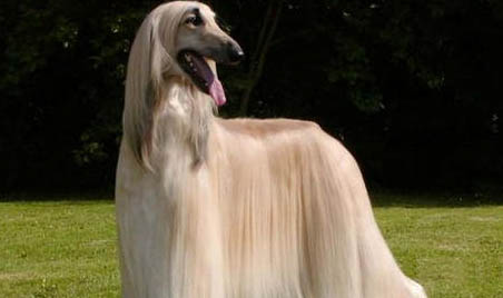 阿富汗獵犬體溫39.5算不算發(fā)燒