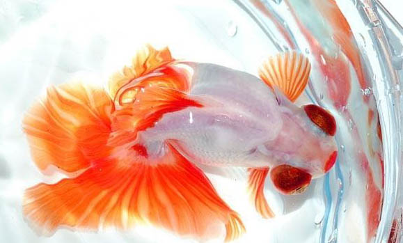 金魚養(yǎng)在家里什么位置