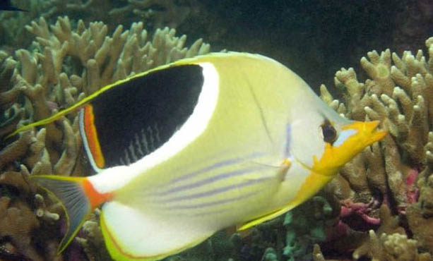 三間火箭蝶魚好養嗎