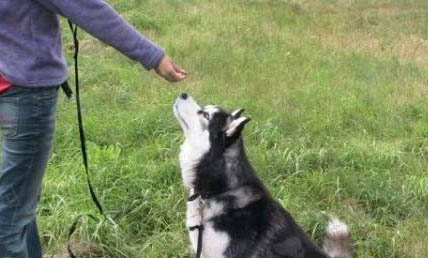 狗有炎癥體現在哪里