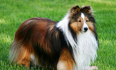 冰島牧羊犬骨折癥狀有哪些