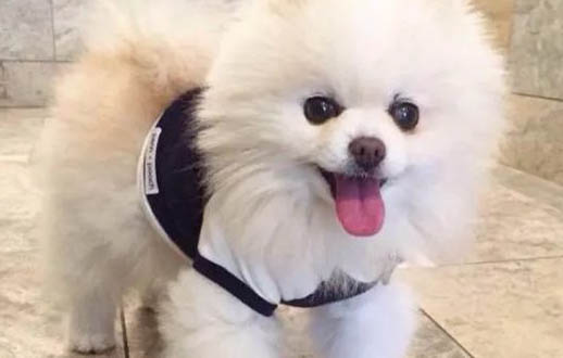 狗狗能吃西瓜嗎為什么
