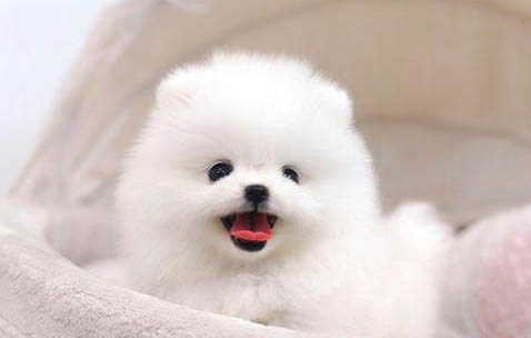 怎么防止幼犬吃屎