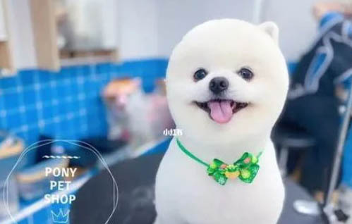 博美犬什么時(shí)候成年啊