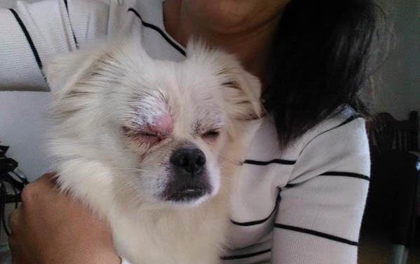 狗狗被主人打后的心理