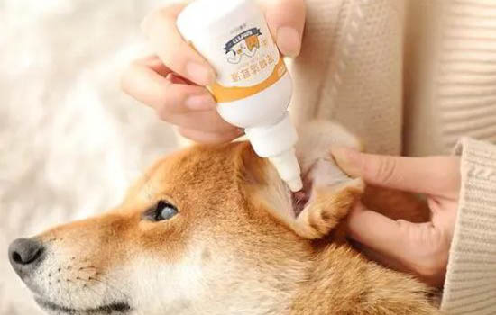 狗狗發(fā)抖沒精神不吃東西是怎么回事？