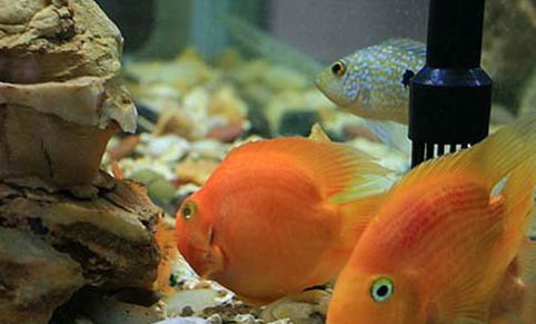 新手怎樣養孔雀魚