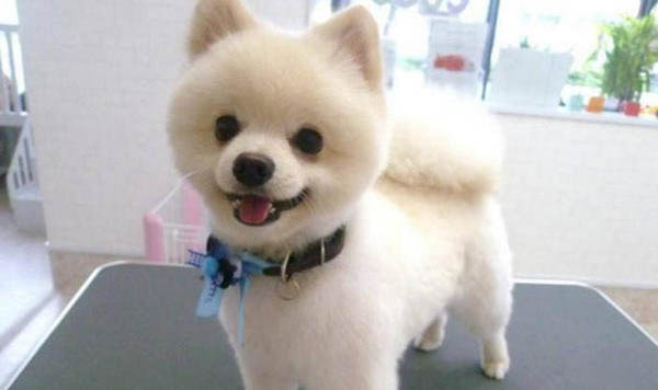 狗狗檢疫證明怎么辦理?