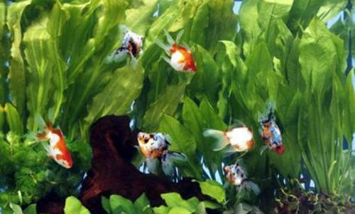 魚缸養魚增氧泵要一直開著嗎