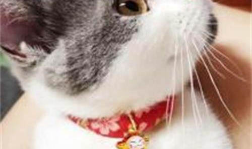 如何杜絕貓咪吃狗糧嘔吐呢