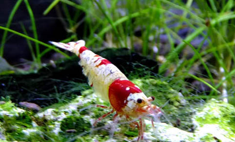 水晶蝦和鼠魚混養可以嗎