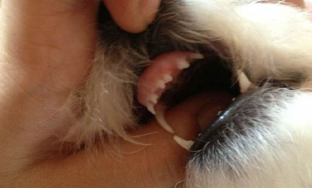 狗狗多久體外驅蟲一次合適