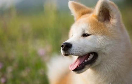 狗狗發燒了在家怎么處理
