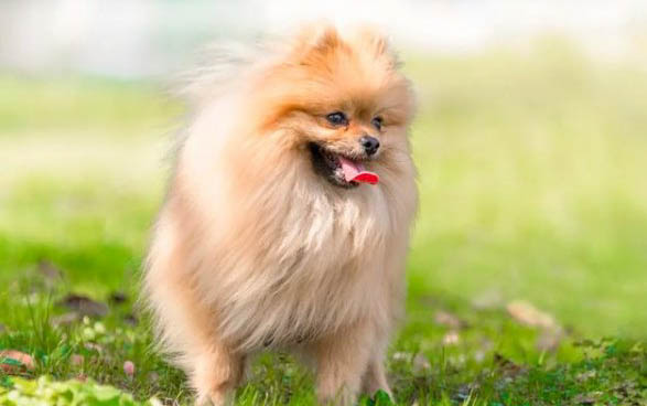 狗狗可以吃杏嗎？