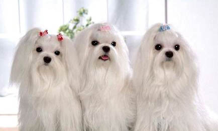馬爾濟斯犬和約克夏有什么區別