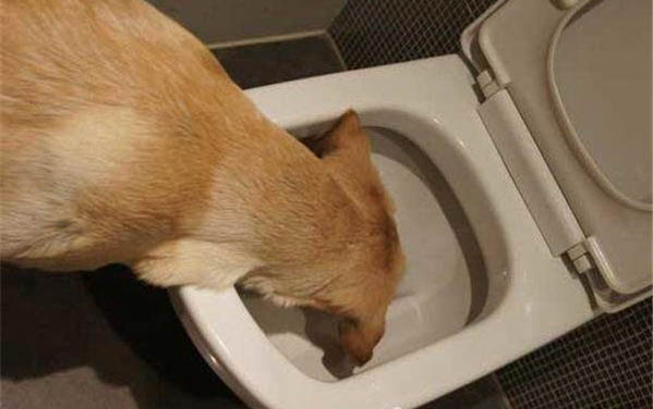 狗狗得了細小喂藥就吐怎么辦啊